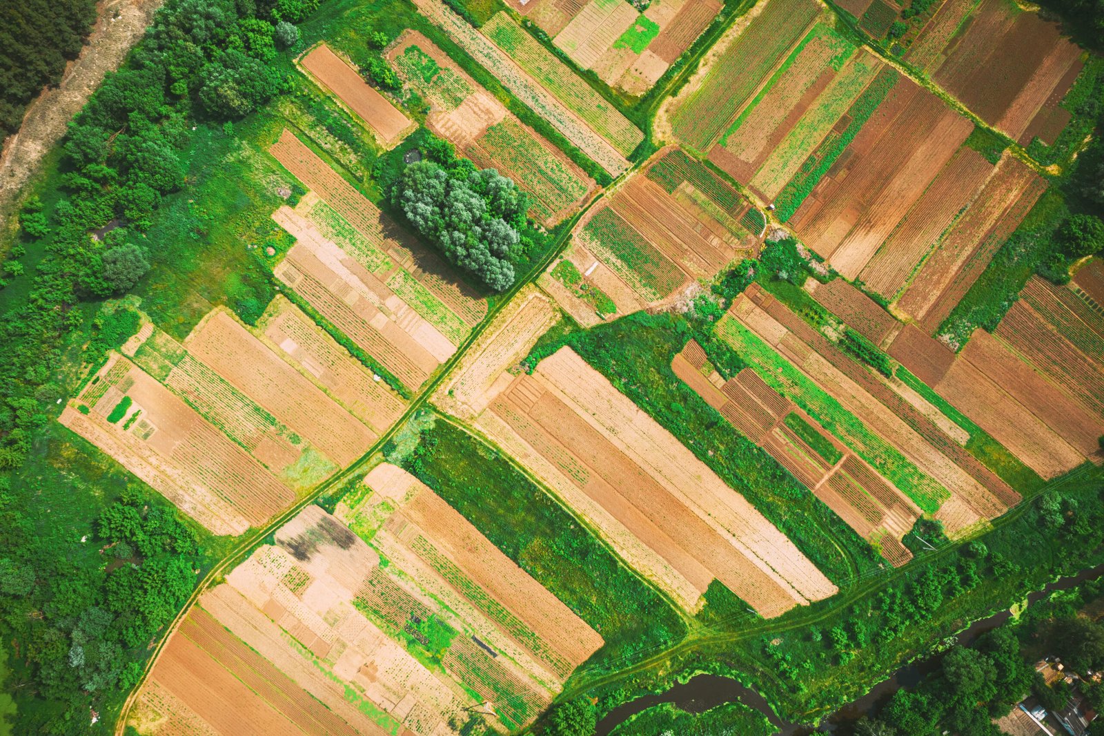 Aerial View Of Vegetable Garden. Potato Plantation At Summer Day. Village Garden Beds.