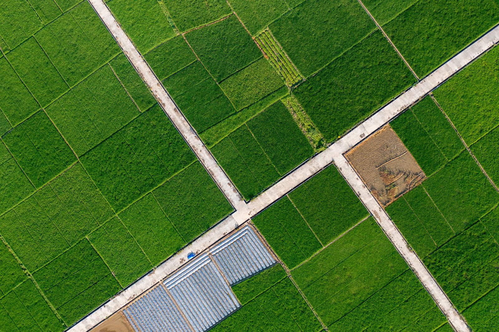 An aerial view of the rice field